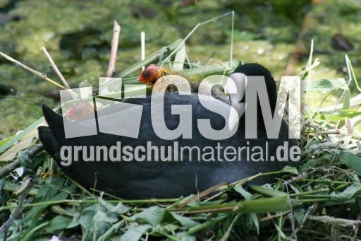 Blässhuhn-4 071.jpg